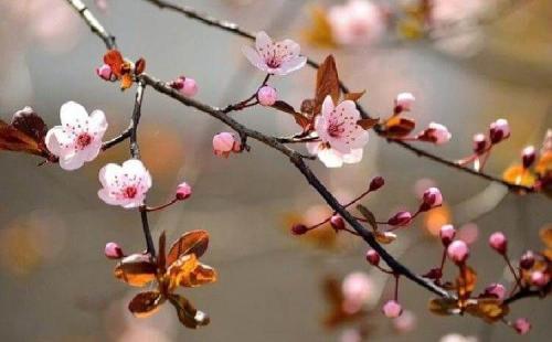 Когда осенью лучше сажать деревья. Плюсы и минусы осенней посадки 09