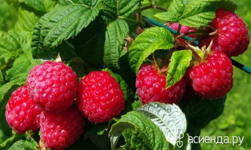 Как уберечь малину от морозов. Защищаем малину от подмерзания