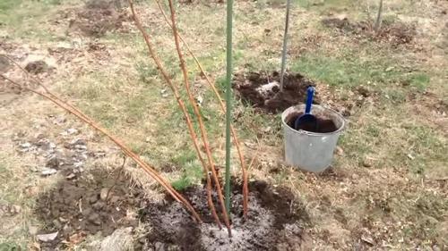 Как прикопать малину на зиму. Прикопка малины на зиму