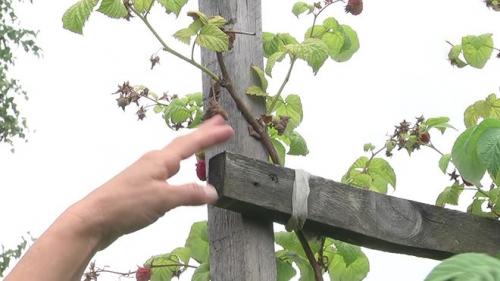 Когда подвязывать малину осенью. Связываем малину на зиму