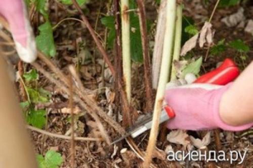 Как уберечь малину от морозов. Защищаем малину от подмерзания