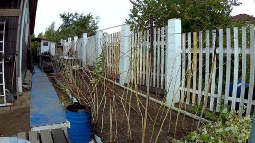 Когда подвязывать малину осенью. Связываем малину на зиму