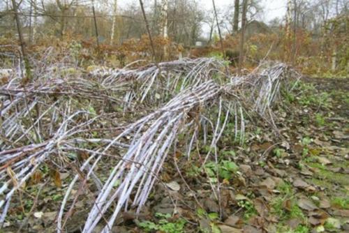 Как уберечь малину от замерзания. Размножение смородины красная черная и белая способы разведения смородины