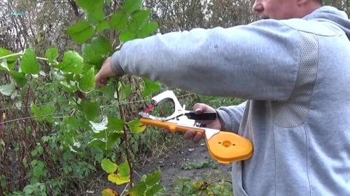 Когда подвязывать малину осенью. Связываем малину на зиму