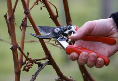 Как уберечь малину от морозов. Защищаем малину от подмерзания