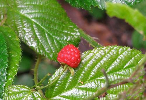 Когда подвязывать малину осенью. Связываем малину на зиму