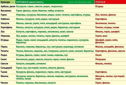 Перец сладкий и горький переопыление. С чем запрещено высаживать