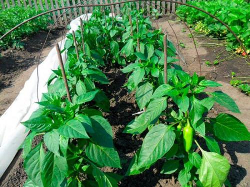 Перец сладкий и горький. Как отличить рассаду горького перца от сладкого 07