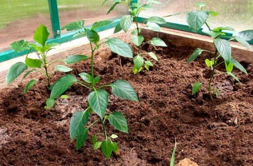 Перец сладкий и горький. Как отличить рассаду горького перца от сладкого 06