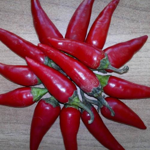 Перец сладкий и горький на зиму рецепты. Маринованный горький перец на зиму – рецепты приготовления