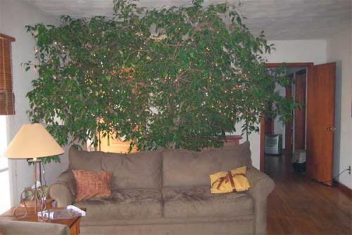 Фикус приметы. Приметы и суеверия о фикусе в доме: можно ли держать в квартире