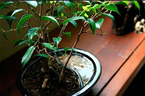 Фикус приметы. Приметы и суеверия о фикусе в доме: можно ли держать в квартире