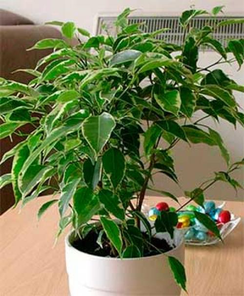 Фикус приметы. Приметы и суеверия о фикусе в доме: можно ли держать в квартире