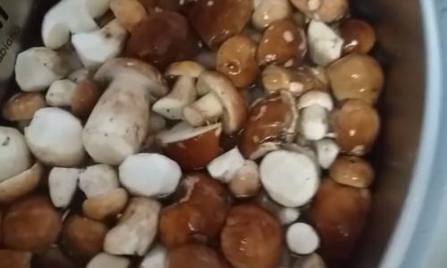 Маринованные белые грибы без стерилизации. Маринованные белые грибы на зиму в банках — простые рецепты приготовления самых вкусных заготовок