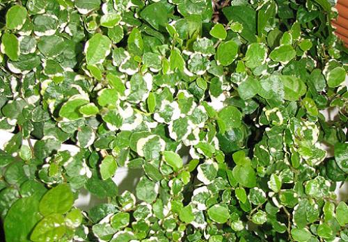 Фикус Паспорт комнатного растения. Презентация на тему: » Паспорт комнатных растений (Герань, фуксия, бегония, бальзамин, камелия, аукуба, колеус, фикус, фиалка)» — Транскрипт: 04