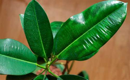 Фикус приметы. Приметы и суеверия о фикусе в доме: можно ли держать в квартире