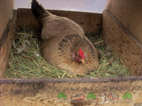 Как определить курицу которая не несется. Как определить, какая курица несется, а какая нет?