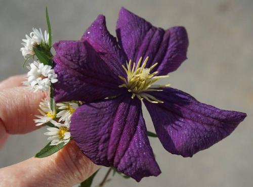 Чем обработать астры, чтобы они не пропадали. Основные болезни астр симптомы недугов профилактика методы борьбы