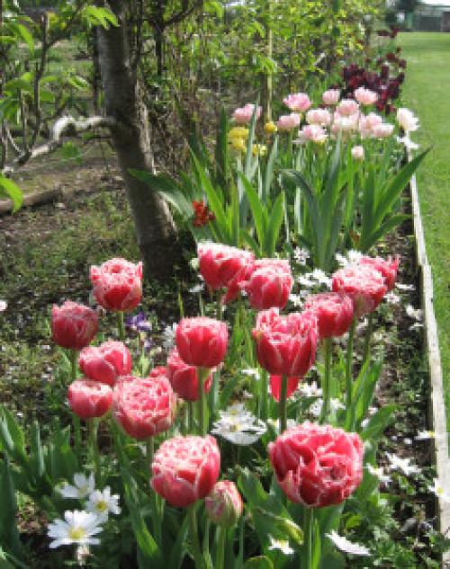 Как выбрать растения для ландшафтного дизайна. С чего начать создание красивой клумбы?