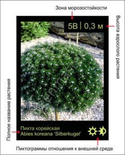Как создать цветущий уголок из кустарников и цветов. Лучшие места для цветника на придомовой территории 02