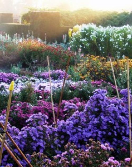 Как выбрать растения для ландшафтного дизайна. С чего начать создание красивой клумбы?