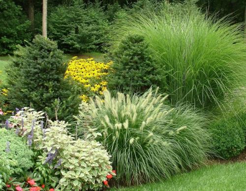 Красивые растения для ландшафтного дизайна. Применение в ландшафтном дизайне