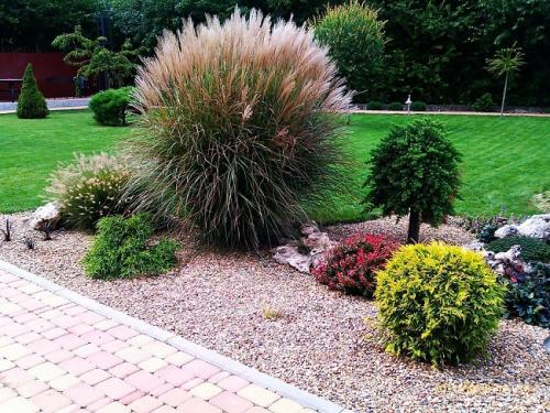 Красивые растения для ландшафтного дизайна. Применение в ландшафтном дизайне