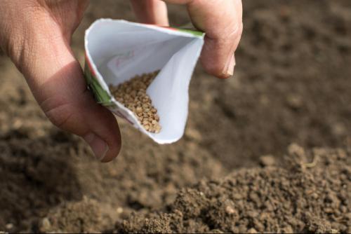 Что можно сажать осенью на даче. Как посадить укроп и петрушку на зиму  04