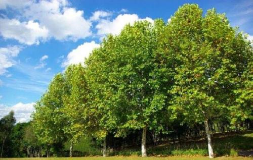 Какие деревья сажают осенью. Какие деревья и кустарники лучше сажать осенью и почему? 18