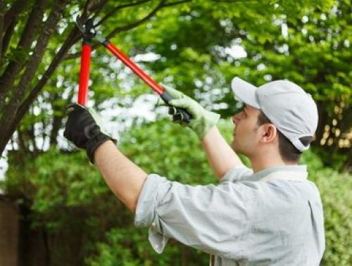 Правильная обрезка деревьев в саду и от каких веток надо немедленно избавляться. Обрезка плодовых деревьев: основные правила и приемы