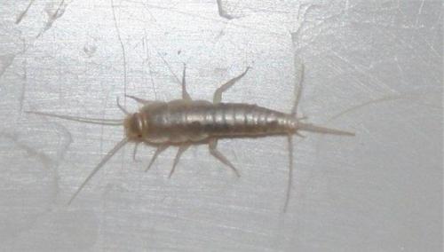 домашние насекомые в квартире фото и названия в ванной серые