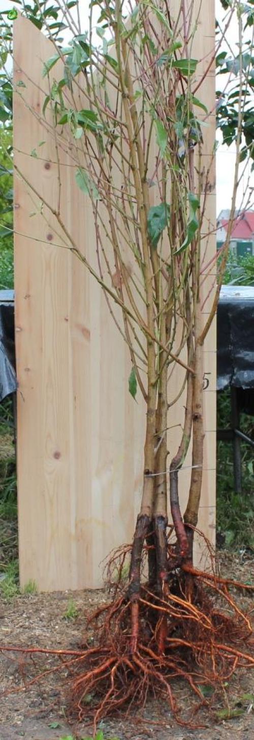 Лучшие сорта персика для беларуси. Все предложения в категории Саженцы персика