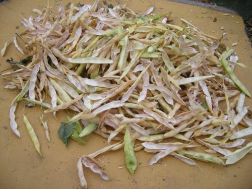 Створки фасоли при панкреатите. Створки фасоли в народной медицине