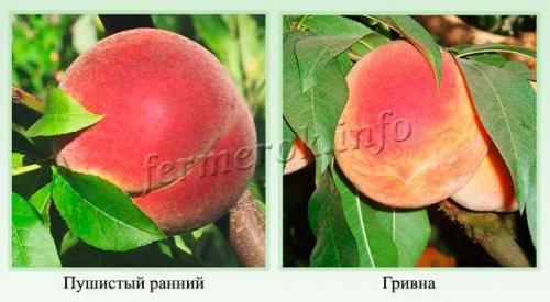 10 лучших сортов персика. Какие лучшие ранние сорта?