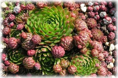 Посадка молодило в грунт. Популярные сорта