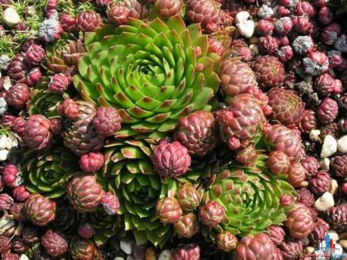 Молодило в ландшафтном дизайне. Как выглядит молодило