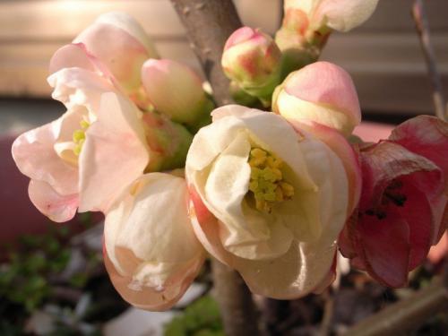 Айва японская хеномелес японский. Японская айва дикая и культурная