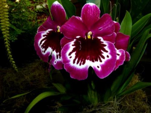 Цветок мильтония Уход в домашних условиях. Виды и сорта