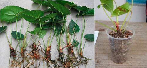 Антуриум посадка и уход в домашних условиях. Антуриум