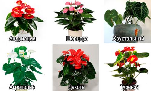 Комнатное цветок антуриум. Краткое описание цветка