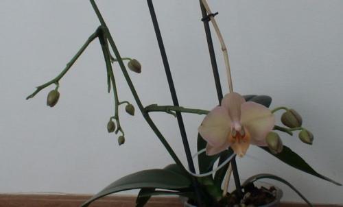 Цитокининовая паста состав. Свойства и состав