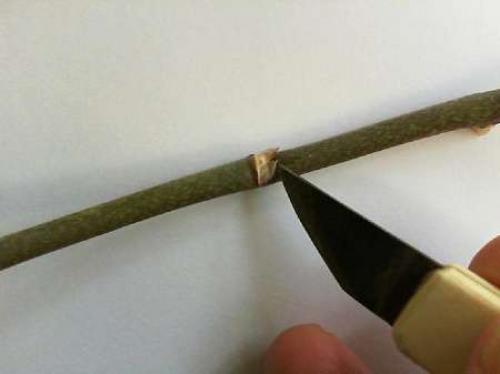 Паста гормональная для орхидей. Размножение орхидеи