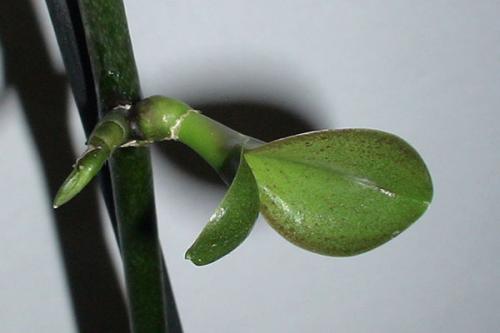 Цитокининовая паста для орхидей: хирургическое вмешательство цветовода