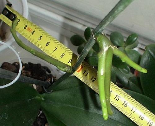 Паста для орхидей цитокининовая инструкция. Воздействие на растение