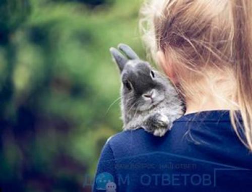 Декоративные кролики интеллект. Содержание декоративного кролика