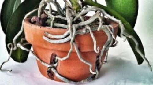 Что если не цветет орхидея, что делать. Почему не цветут орхидеи?