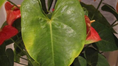 Мужской комнатный цветок антуриум. Проблемы, болезни антуриума и их лечение