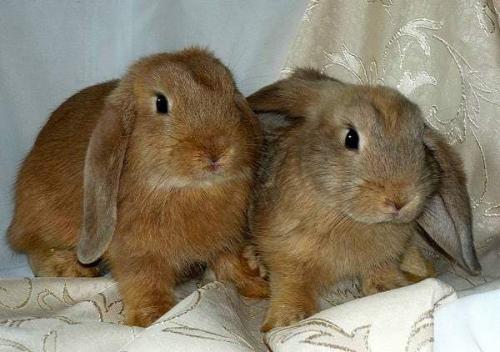 Как определить породу кролика декоративного. Виды