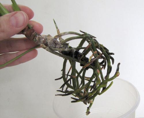 Антуриум цветок уход в домашних условиях болезни лечение. Болезни антуриума и способы их лечения