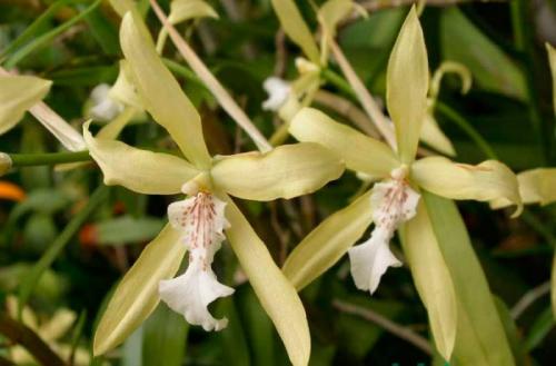 Уход за орхидеей мильтония в домашних условиях. Орхидея мильтония